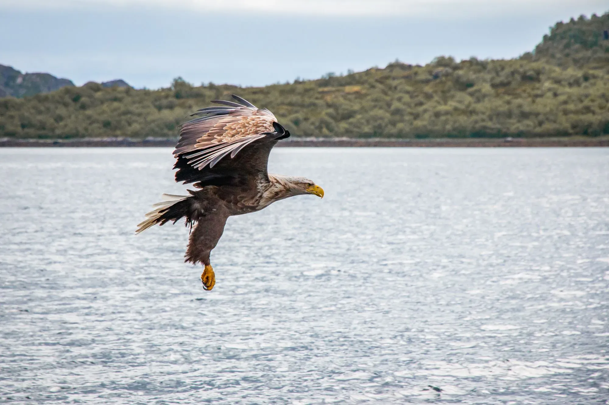 Seeadler im Flug über dem Wasser