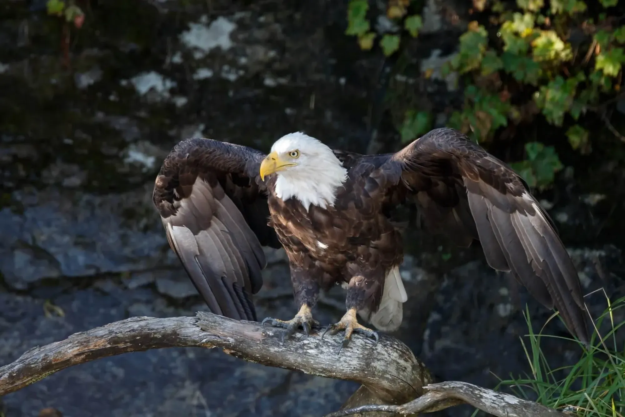 Weißkopfseeadler mit weißem Kopf und gelbem Schnabel