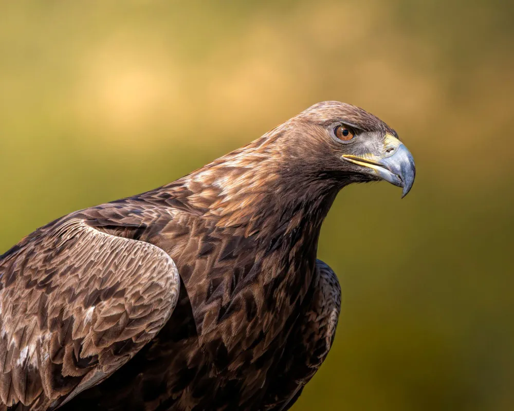 Nahaufnahme eines Steinadlers mit goldbraunem Nacken und gelbem Auge
