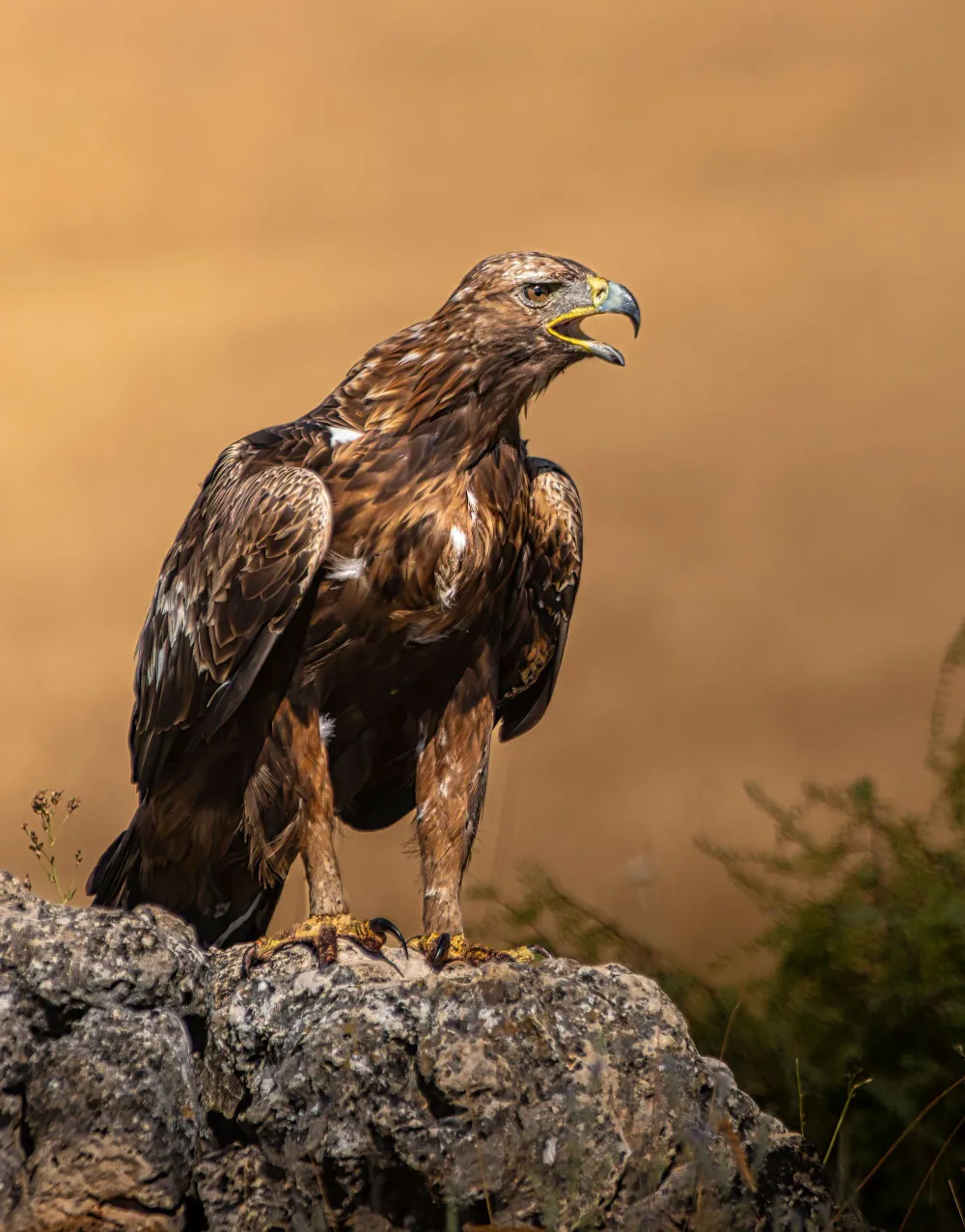 Steinadler mit ausgebreiteten Schwingen auf einer Felsformation