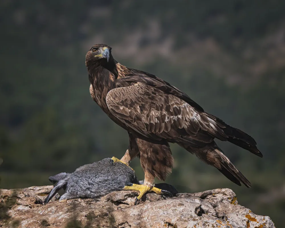 Steinadler auf einer Felsklippe mit Beute