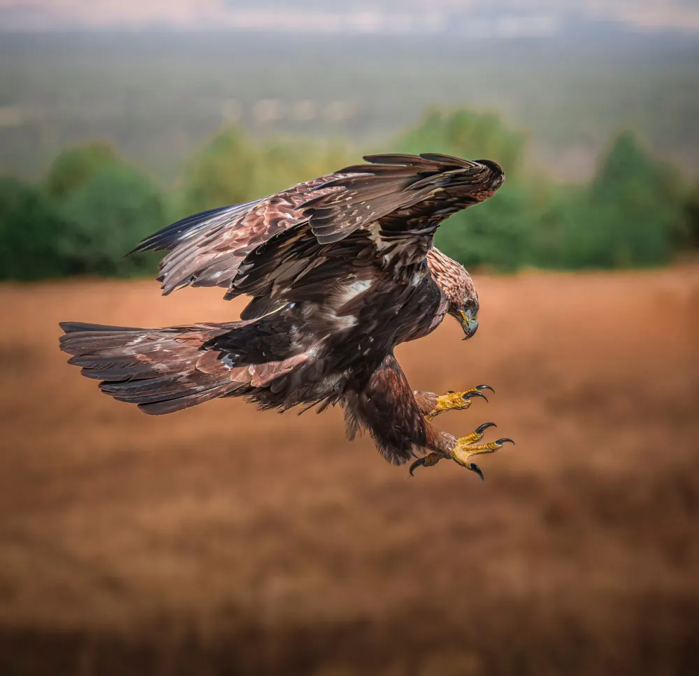 Steinadler im Flug über den Bergen