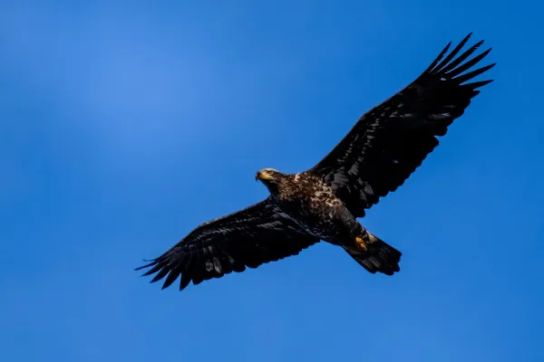 Steinadler mit ausgebreiteten Schwingen im Gleitflug