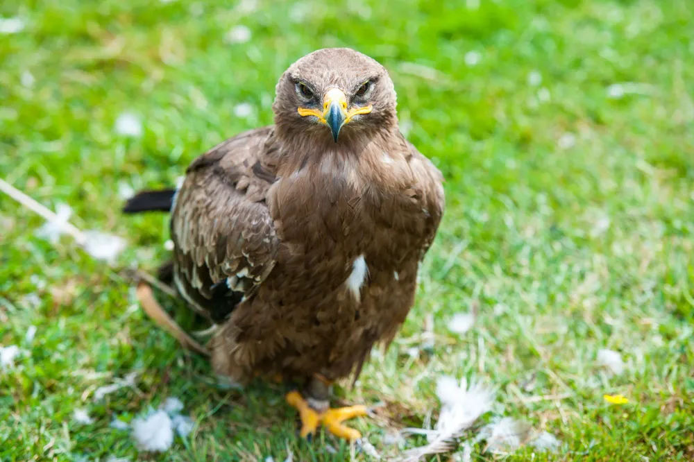 Steppenadler auf dem Boden