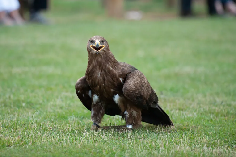 Steppenadler in der Steppe