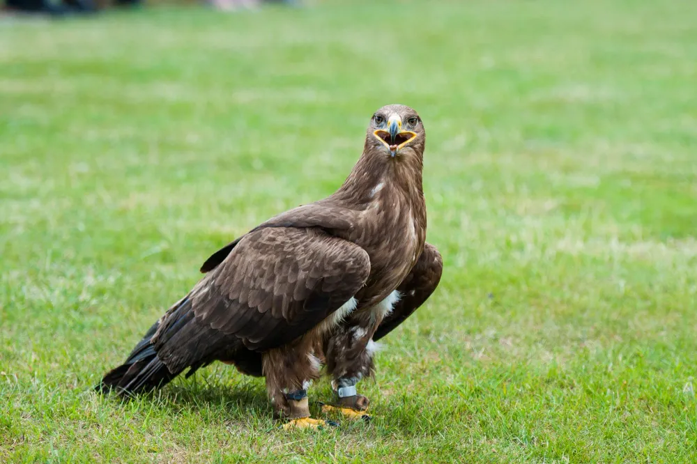 Steppenadler auf grasbewachsenem Boden