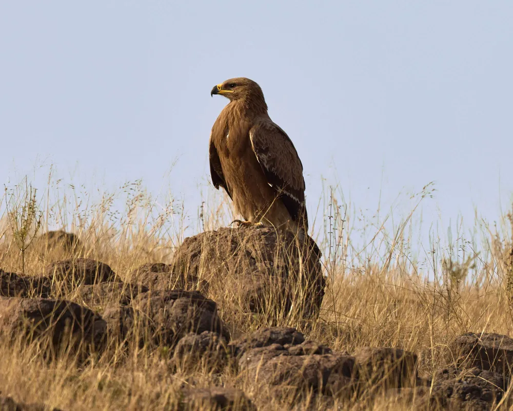 Steppenadler auf Felsen