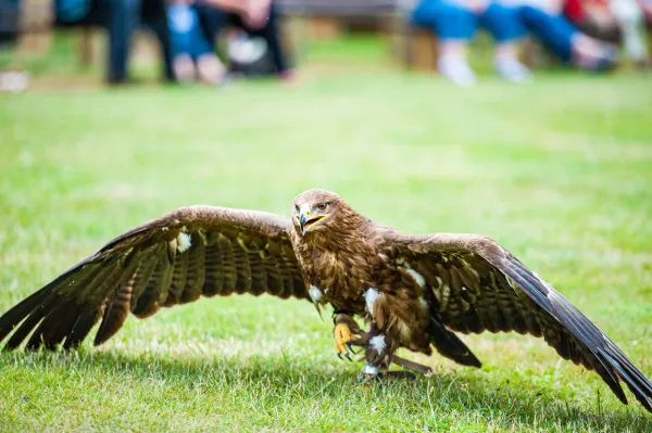Steppenadler mit ausgebreiteten Schwingen