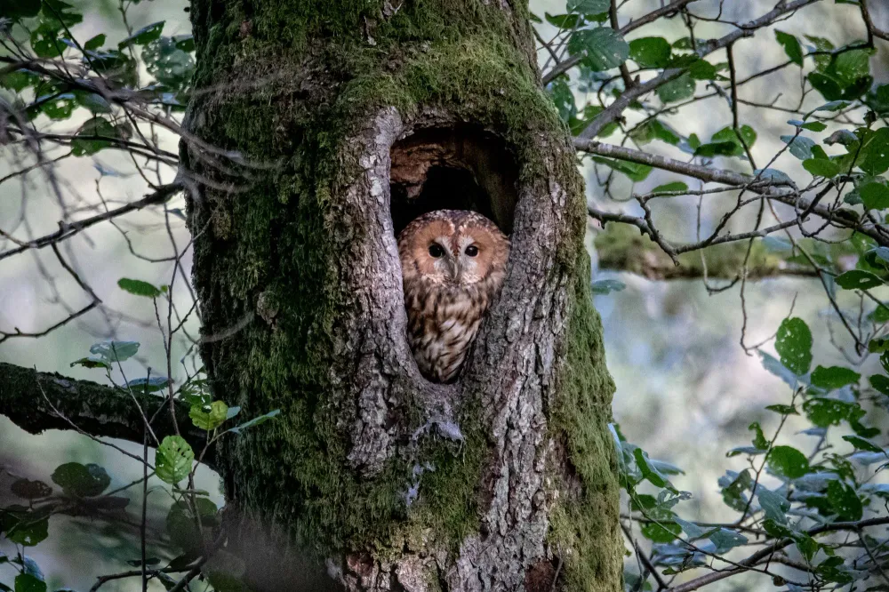 Waldkauz an einem bemoosten Baum