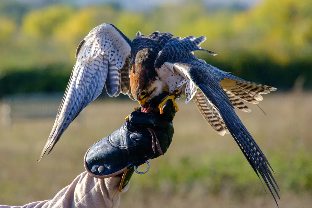 Wanderfalke auf einem Ast