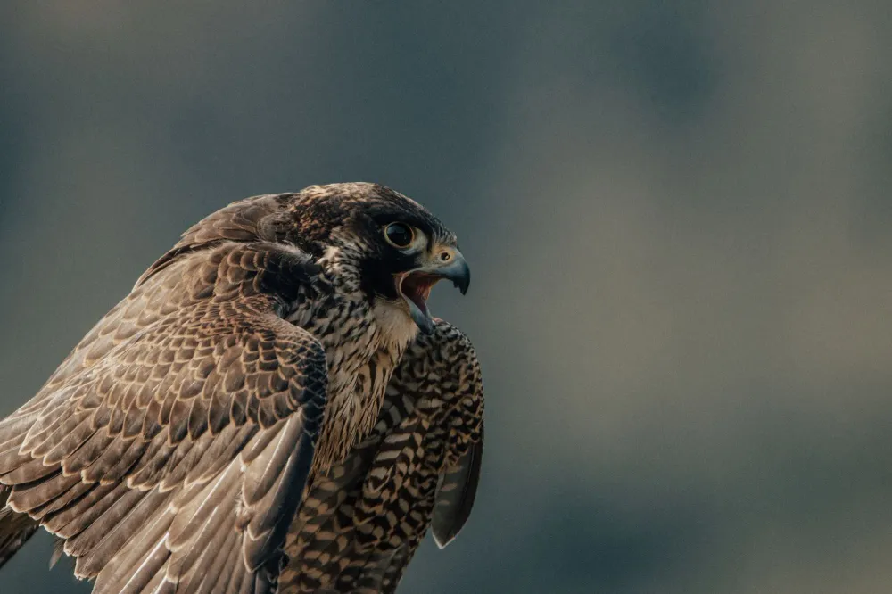 Wanderfalke mit geöffnetem Schnabel