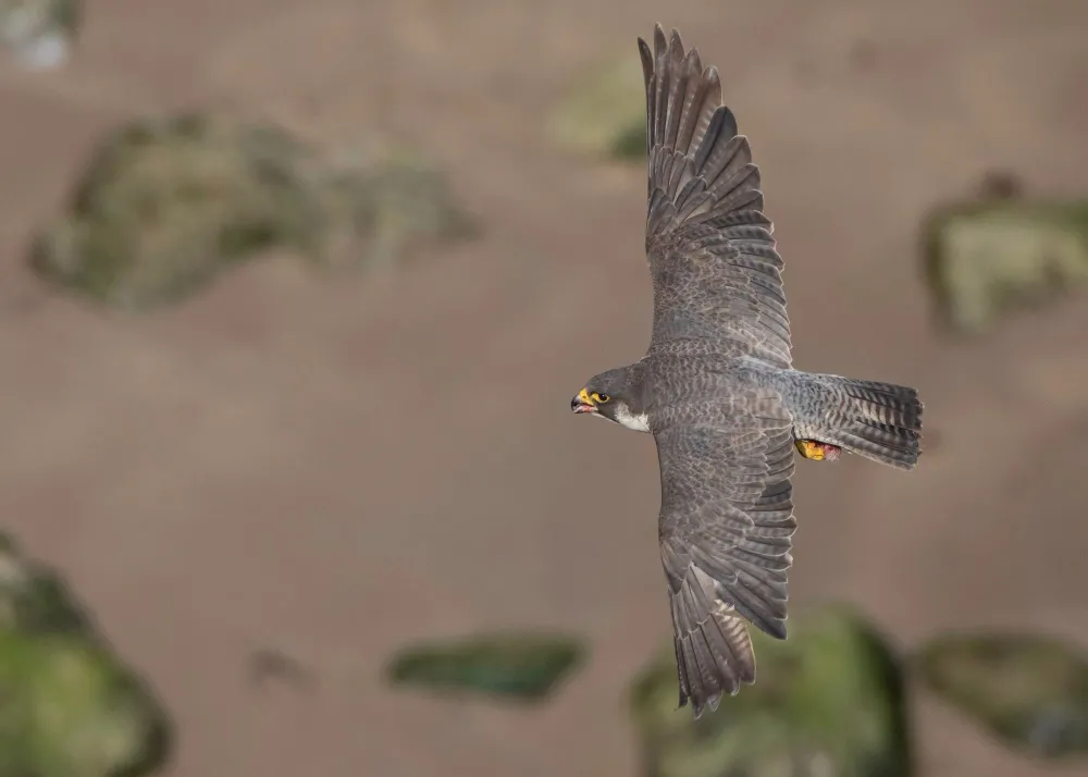 Wanderfalke im Segelflug