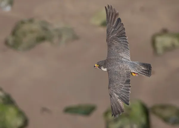 Wanderfalke im Segelflug