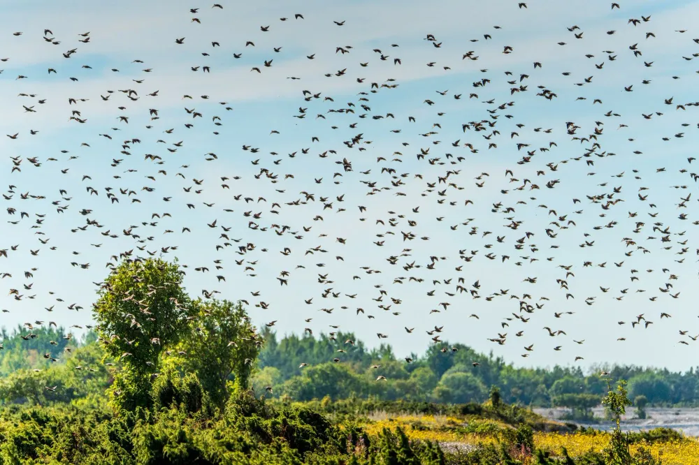 Großer Vogelschwarm über grüner Landschaft