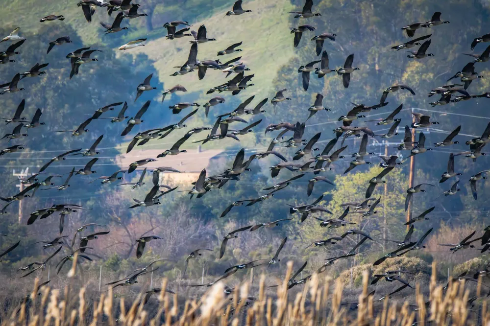 Gänse im Flug über der Küste