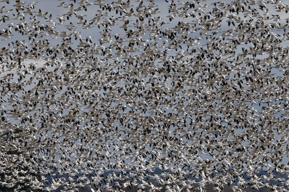Schneegänse füllen den Himmel