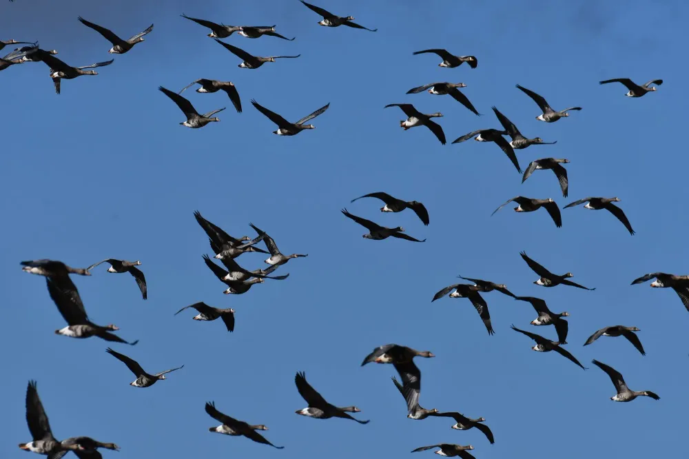 Gänse in Formation am Himmel