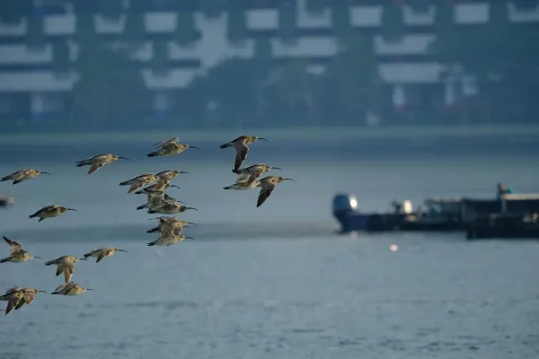 Vogelschwarm über einem See