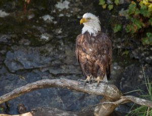 Der Weißkopfseeadler beobachtet auf dem Stamm