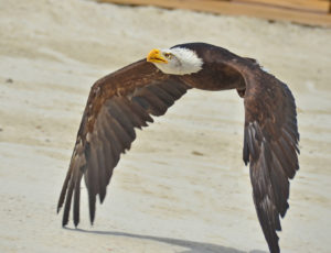 Ein Weisskopfseeadler fliegt durch die Luft