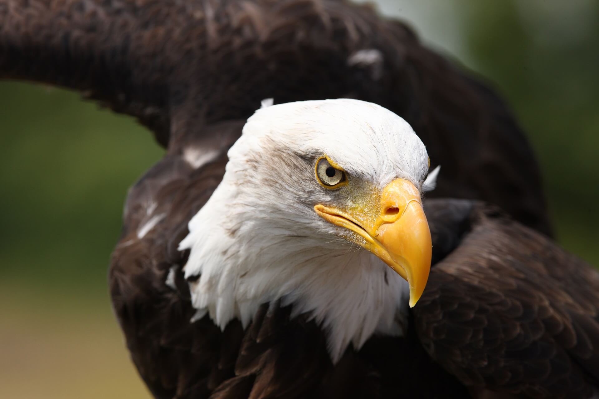 Weißkopfseeadler - Lebensraum, Brutzeit, Feinde, Ernährung und mehr