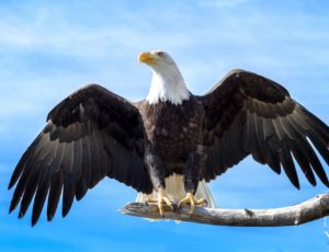 Weisskopfseeadler mit ausgebreiteten Flügeln