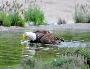 Weißkopfseeadler auf der Jagd nach Fischen