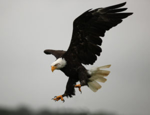 Weißkopfseeadler im Anflug