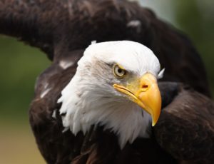 Weißkopfseeadler – Lebensraum, Brutzeit, Feinde, Ernährung