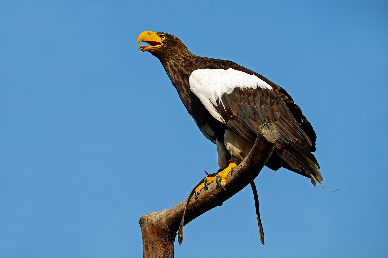 Riesenseeadler